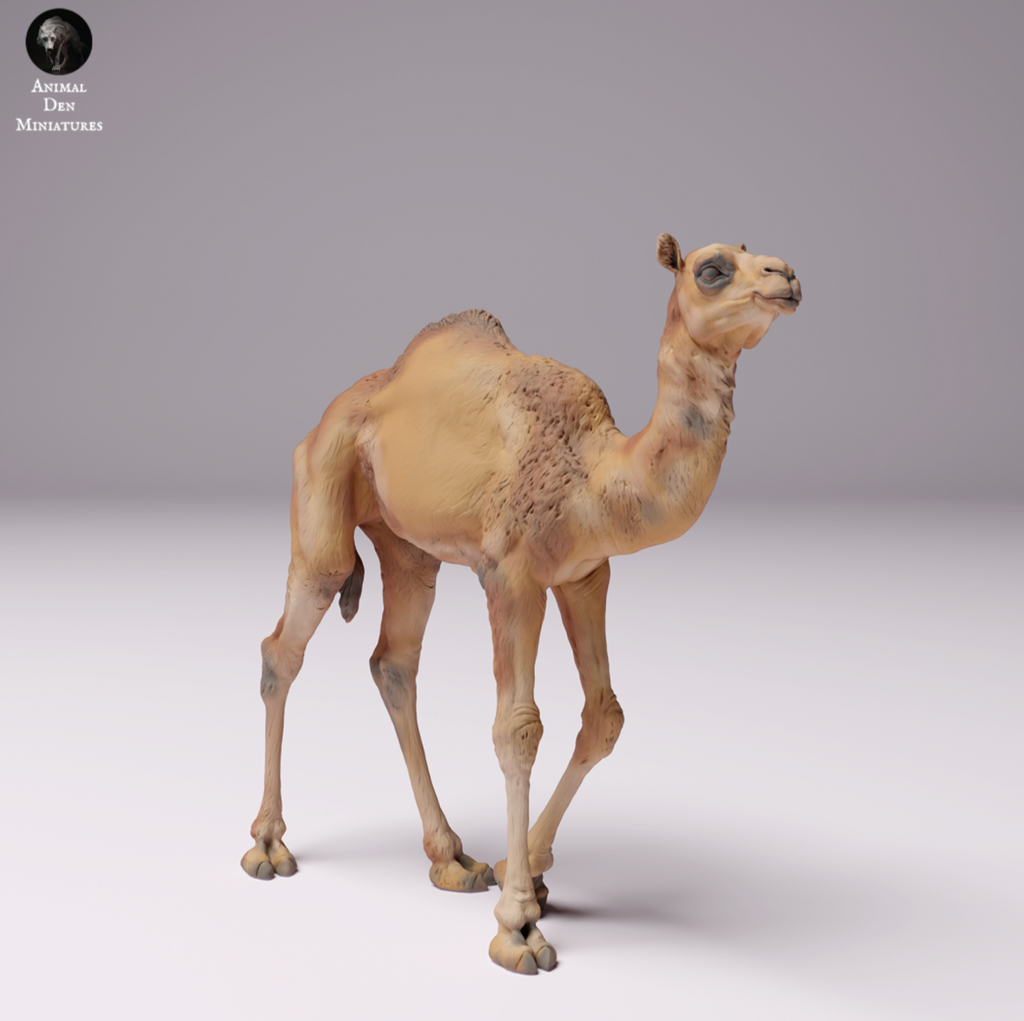 Produktbild 1 von 1: Dromedar / Kamel - Wüsten-Kameljunges, Kalb, Jungtier: Tiere aus Afrika (24_07_09)