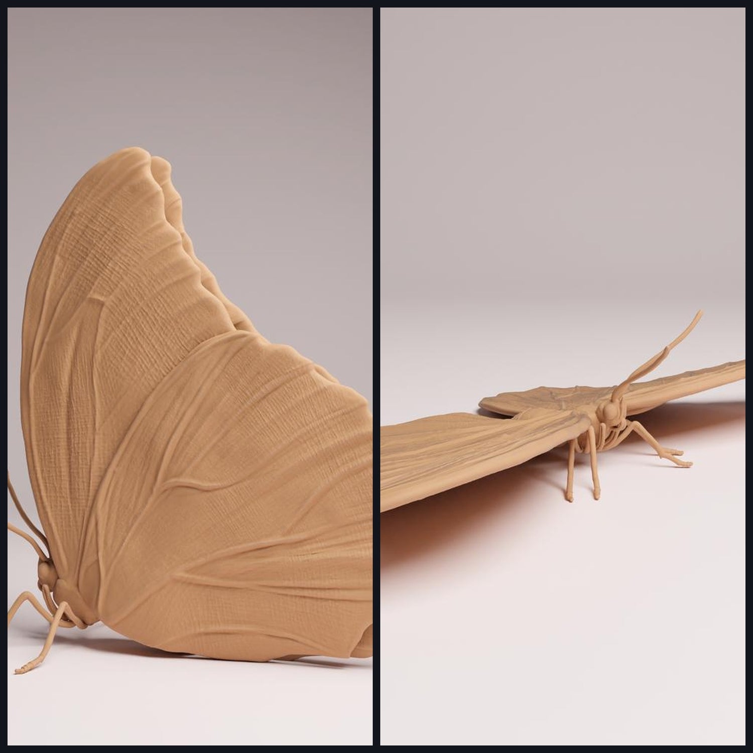 Dieses Bild ist das Kategoriebild für Tierart: Insekten