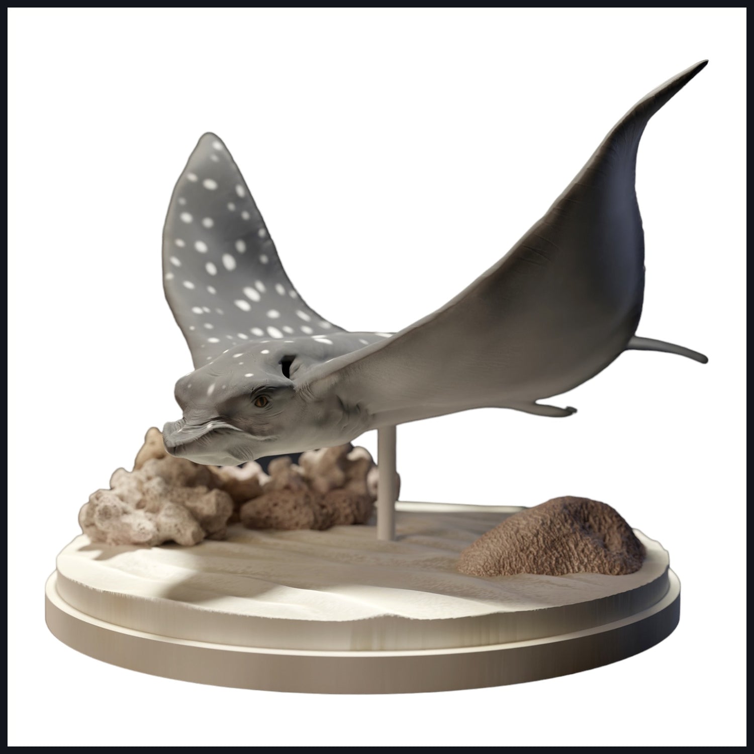 Dieses Bild ist das Kategoriebild für Lebensraum: Korallenriff