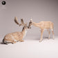 Produktfoto Tabletop 28mm Lord of the Print (LotP) 3: Wildtier Tierfigur: Damhirsche - Bock und Kuh (26_01_01)